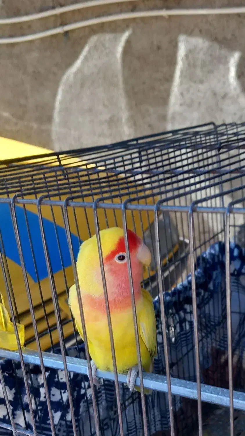 طوطی برزیلی نر|پرنده|قزوین, |دیوار