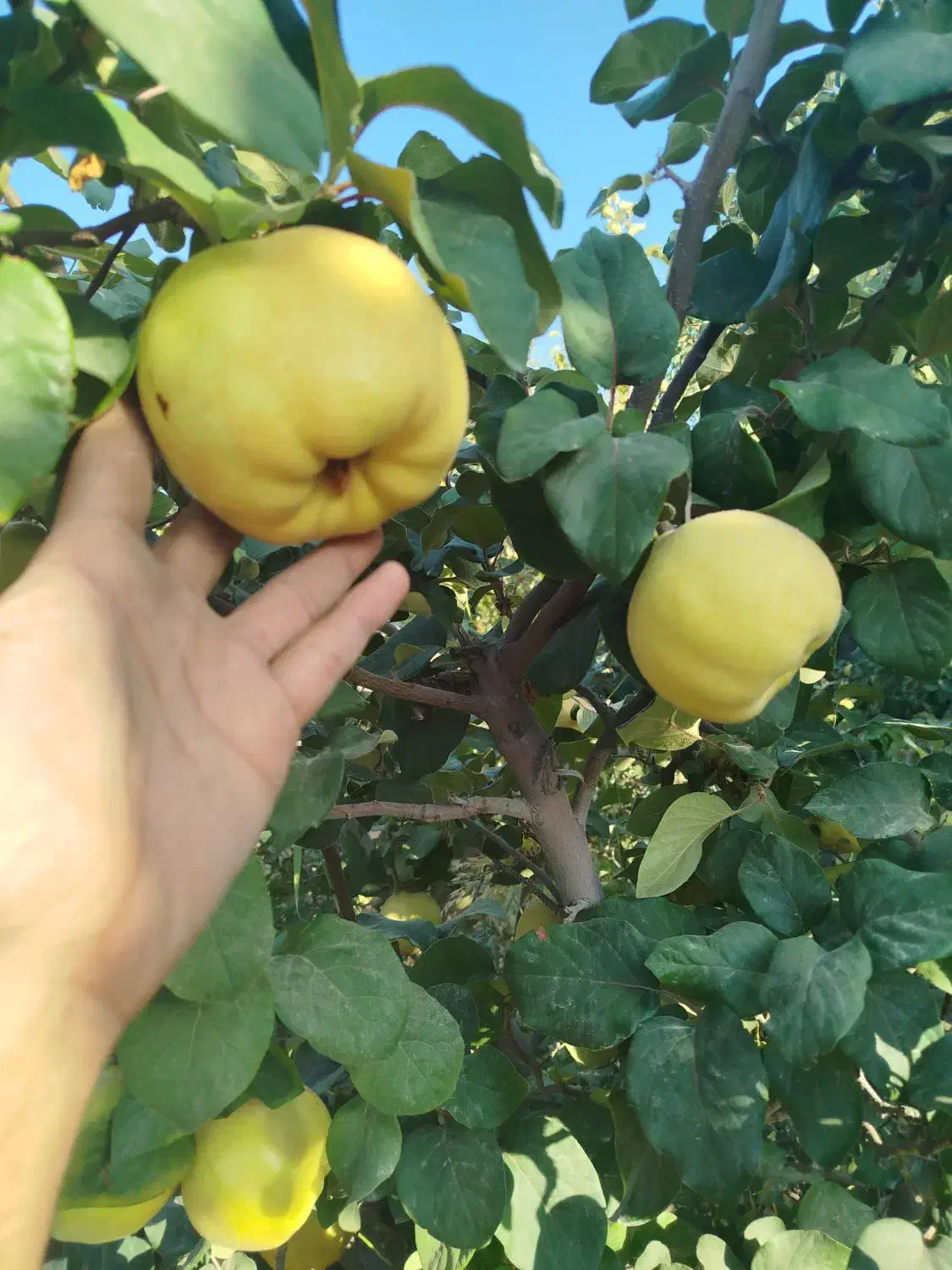 به سر درخت .میوه به تو با غ رو درخت حدود ۵ الی۶تن|خوردنی و آشامیدنی|شیراز, کودیان|دیوار