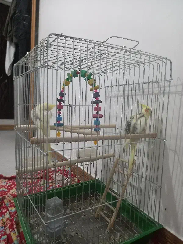 دوعددعروس هلندی نرو ماده باقفس ولونه فروشی|پرنده|نوبران, |دیوار