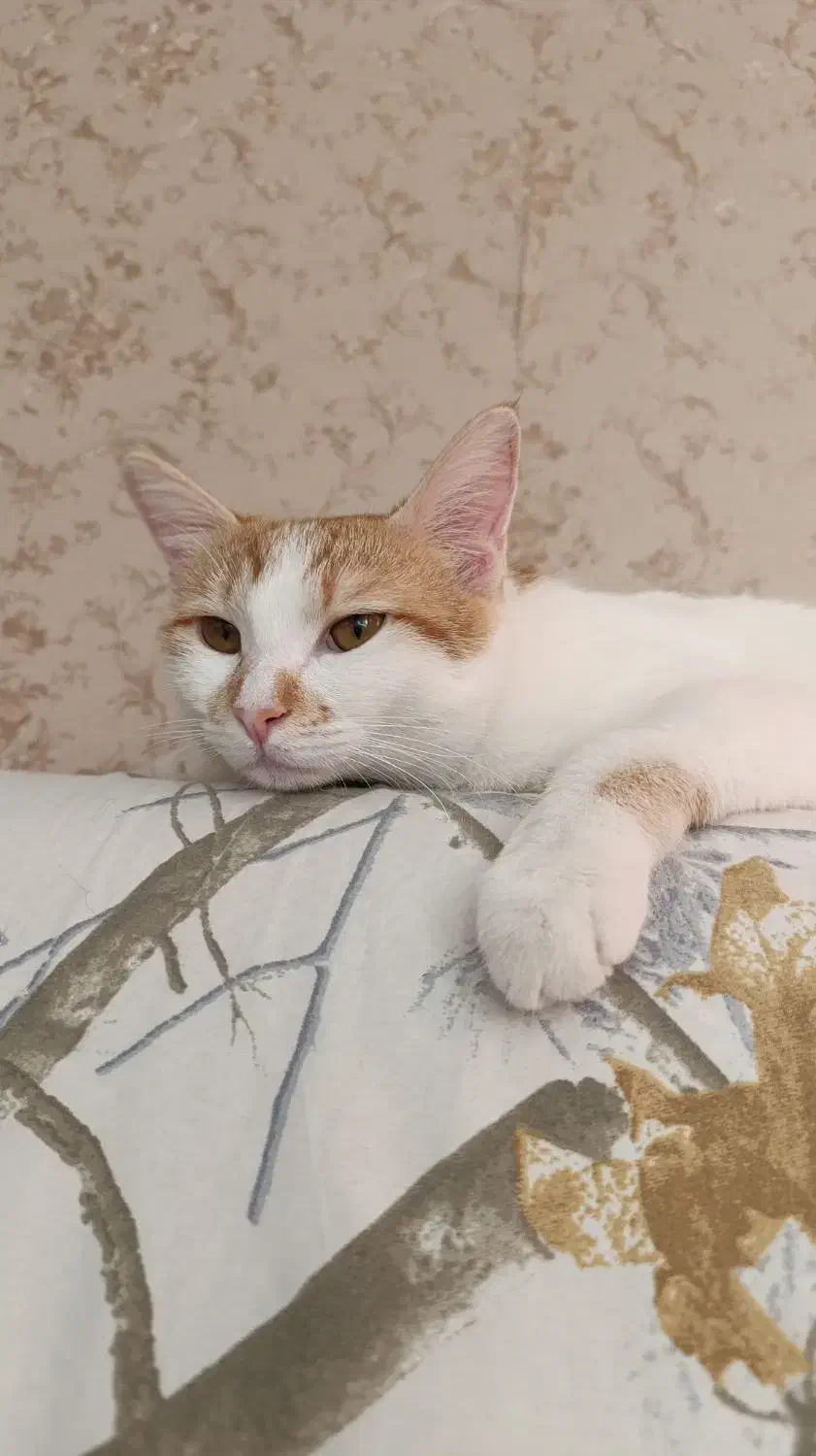 گمشده در خیابان درزاده، همراه مژدگانی|حیوانات|ایرانشهر, |دیوار