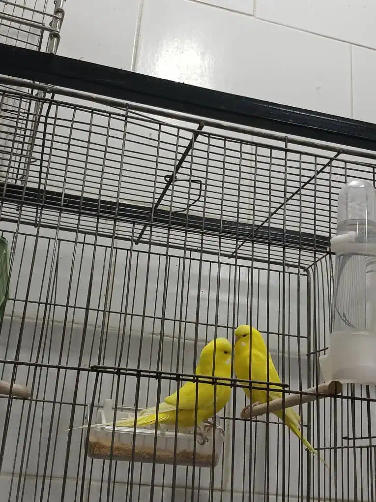 پرنده|پرنده|یزد, |دیوار