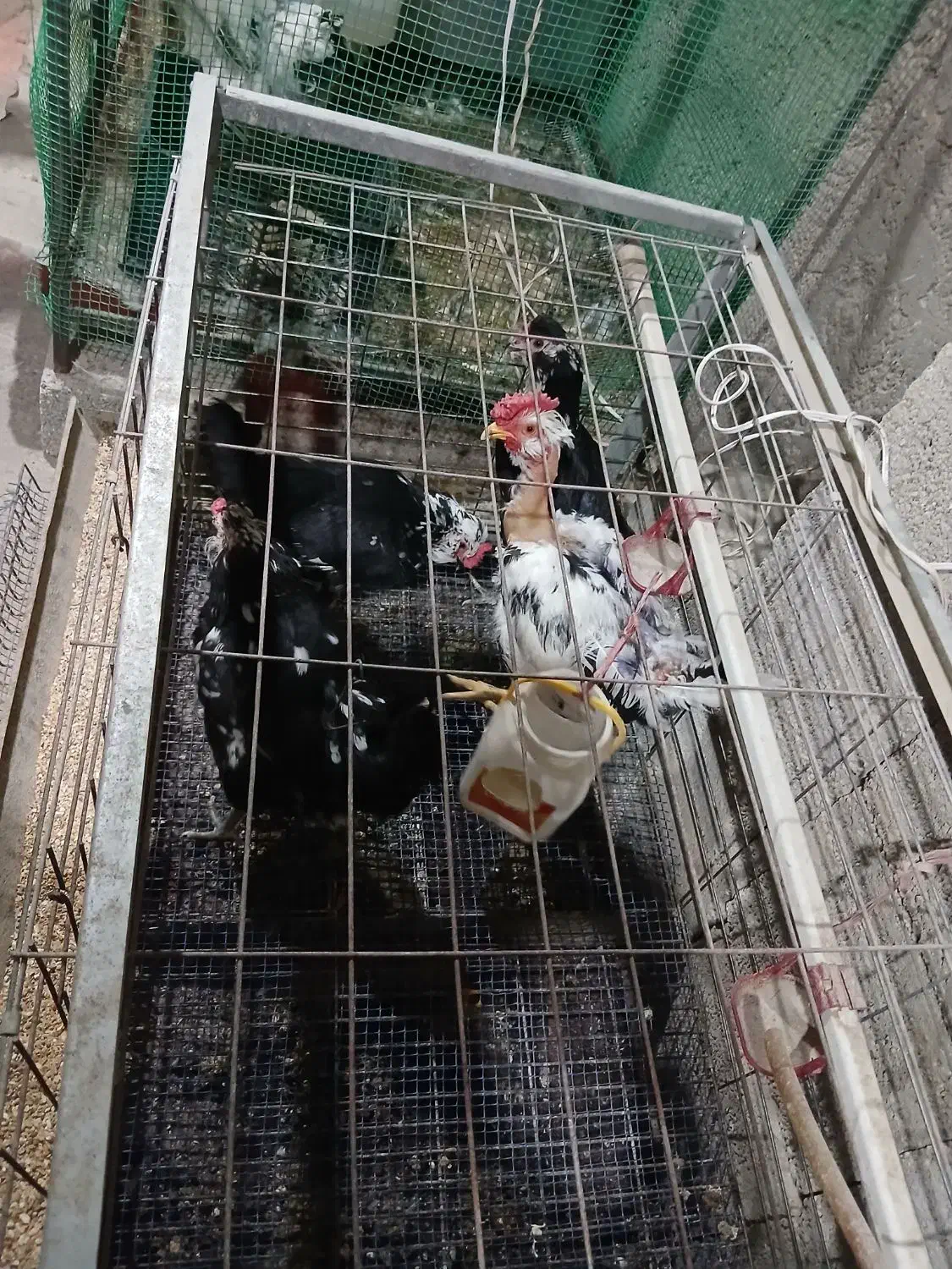 تخم نطفه دار گلین گردن لخت|حیوانات مزرعه|خمینی‌شهر, |دیوار