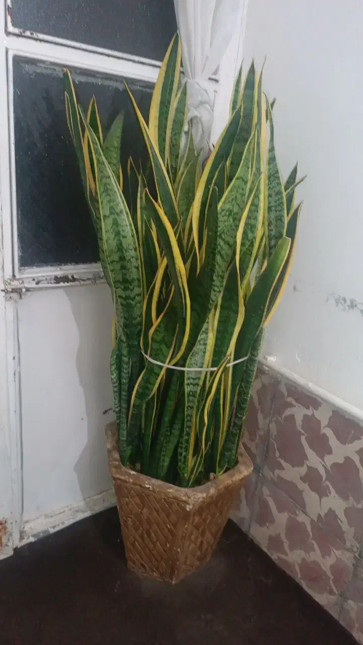 گل سانس زرد|گل و گیاه طبیعی|اردبیل, |دیوار