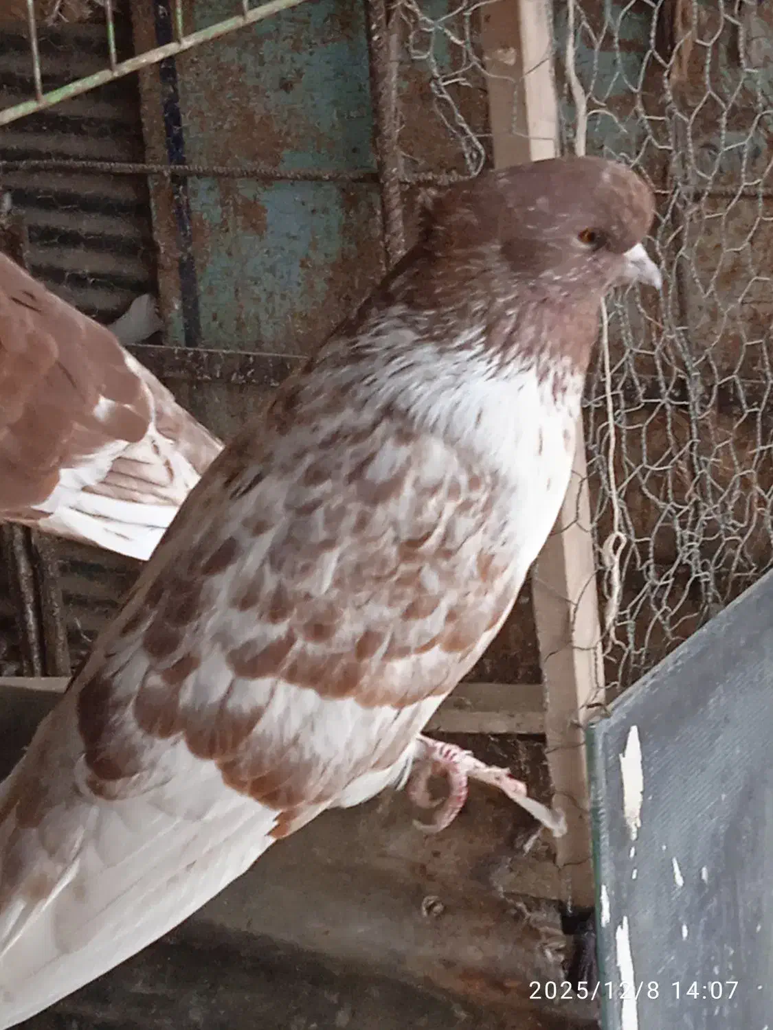 کبو تر گرگی سرکله دار|پرنده|آق قلا, |دیوار