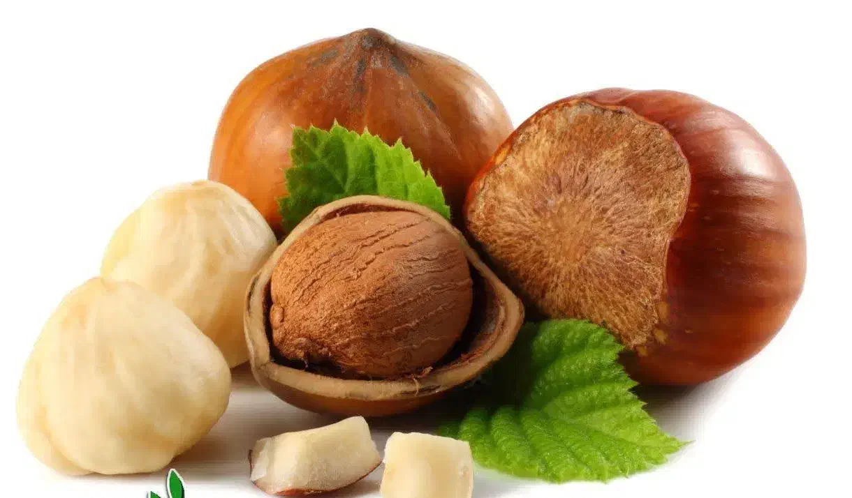 پیش فروش نهال فندق فرتیل|خدمات باغبانی و درختکاری|ابرکوه, |دیوار