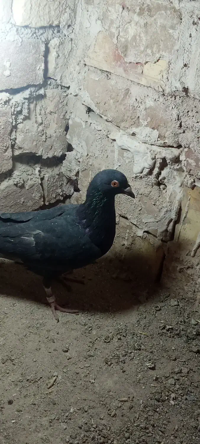 زاغ پرشی|پرنده|خوسف, |دیوار