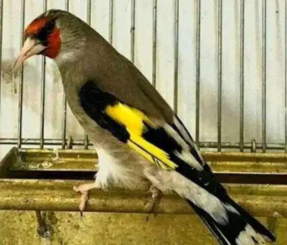 سهره دورگ زاغ|پرنده|شیراز, صاحب الزمان|دیوار