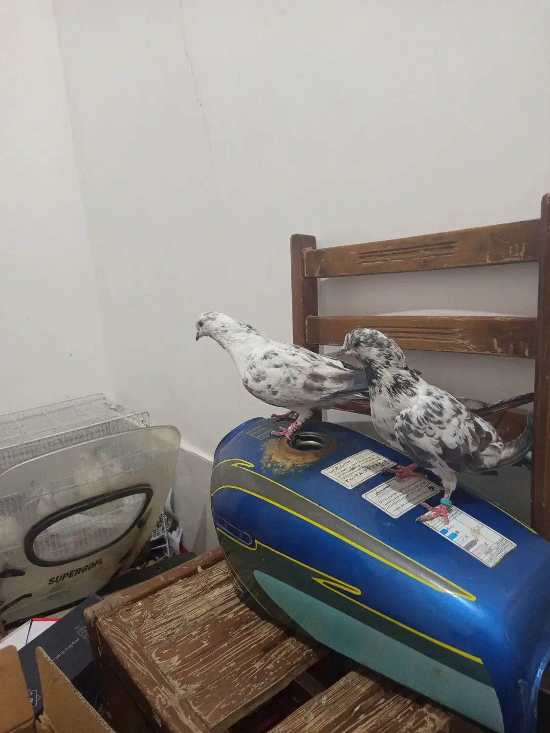 کفتر|پرنده|قم, ولیعصر|دیوار