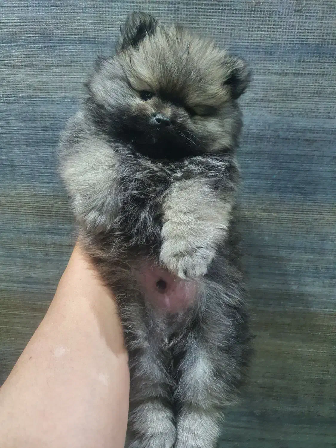 سگ پامرانین (واگذاری نیست )|سگ|تهران, سوهانک|دیوار