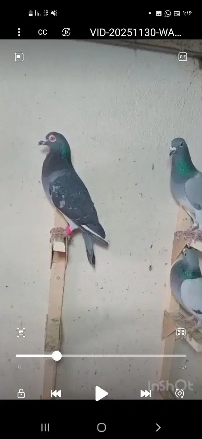 دسته پلاکی شو بازی|پرنده|کوه چنار, |دیوار