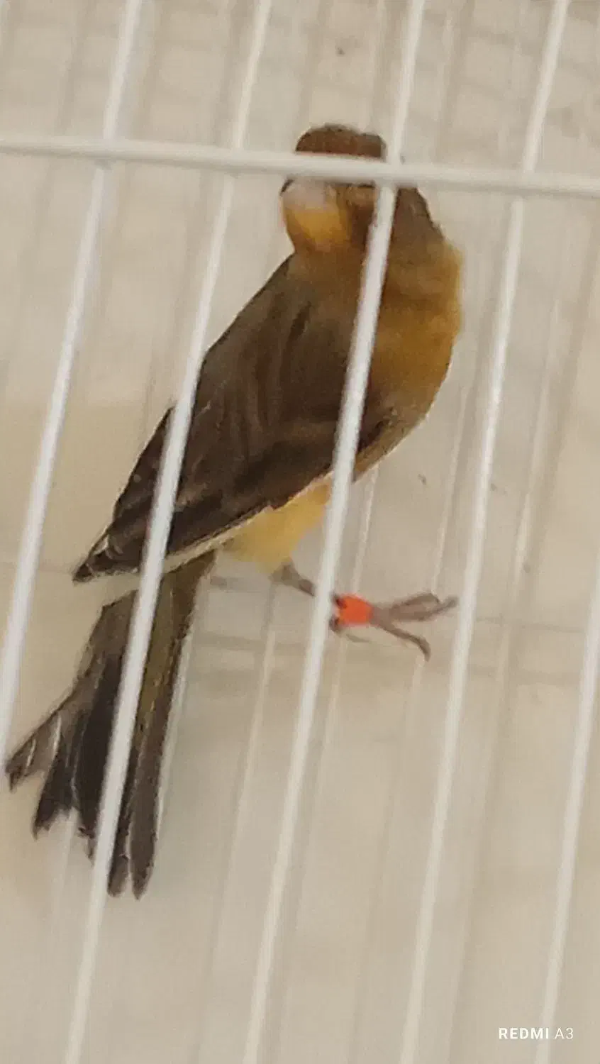 تعدادی گلبسر مست ویک عدد قناری نرسرخ|پرنده|شیراز, شهرک بهار|دیوار