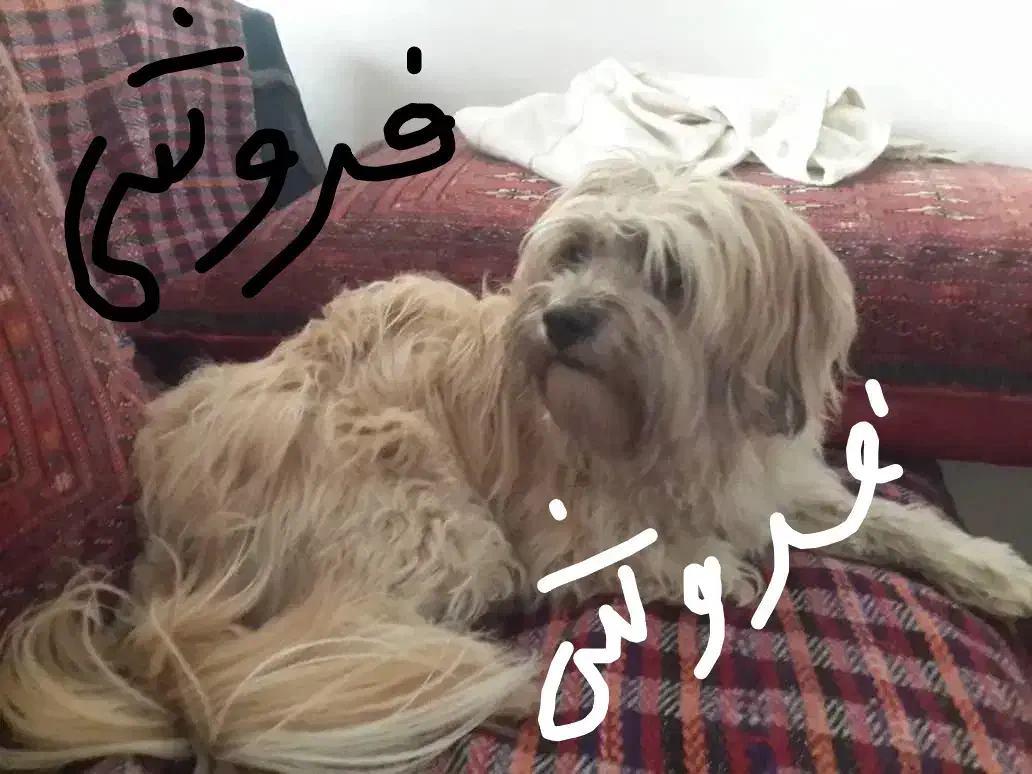 سگ شیتزو مهربون وتربیت شده 2ساله توافقی|سگ|کرج, مهرویلا شمالی|دیوار