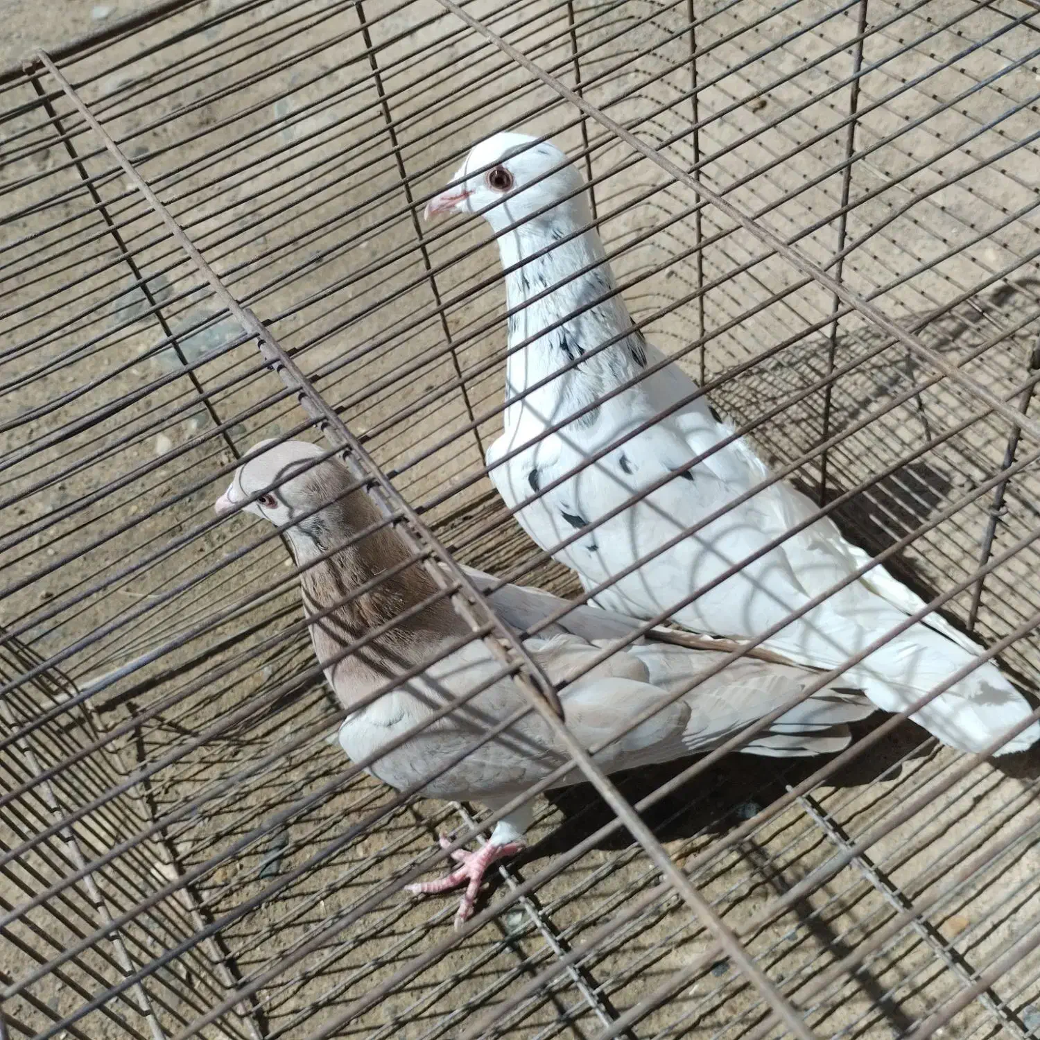 کفتر|پرنده|نیشابور, فردوس شمالی|دیوار