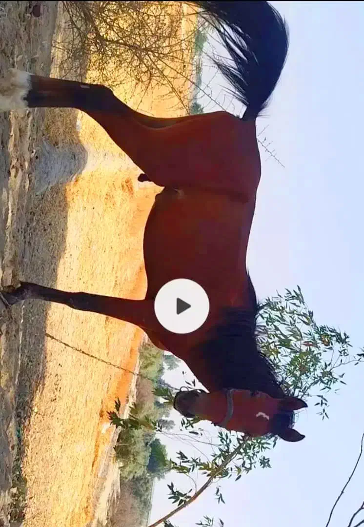 اسب اصیل عربی|اسب و تجهیزات اسبسواری|هندیجان, |دیوار