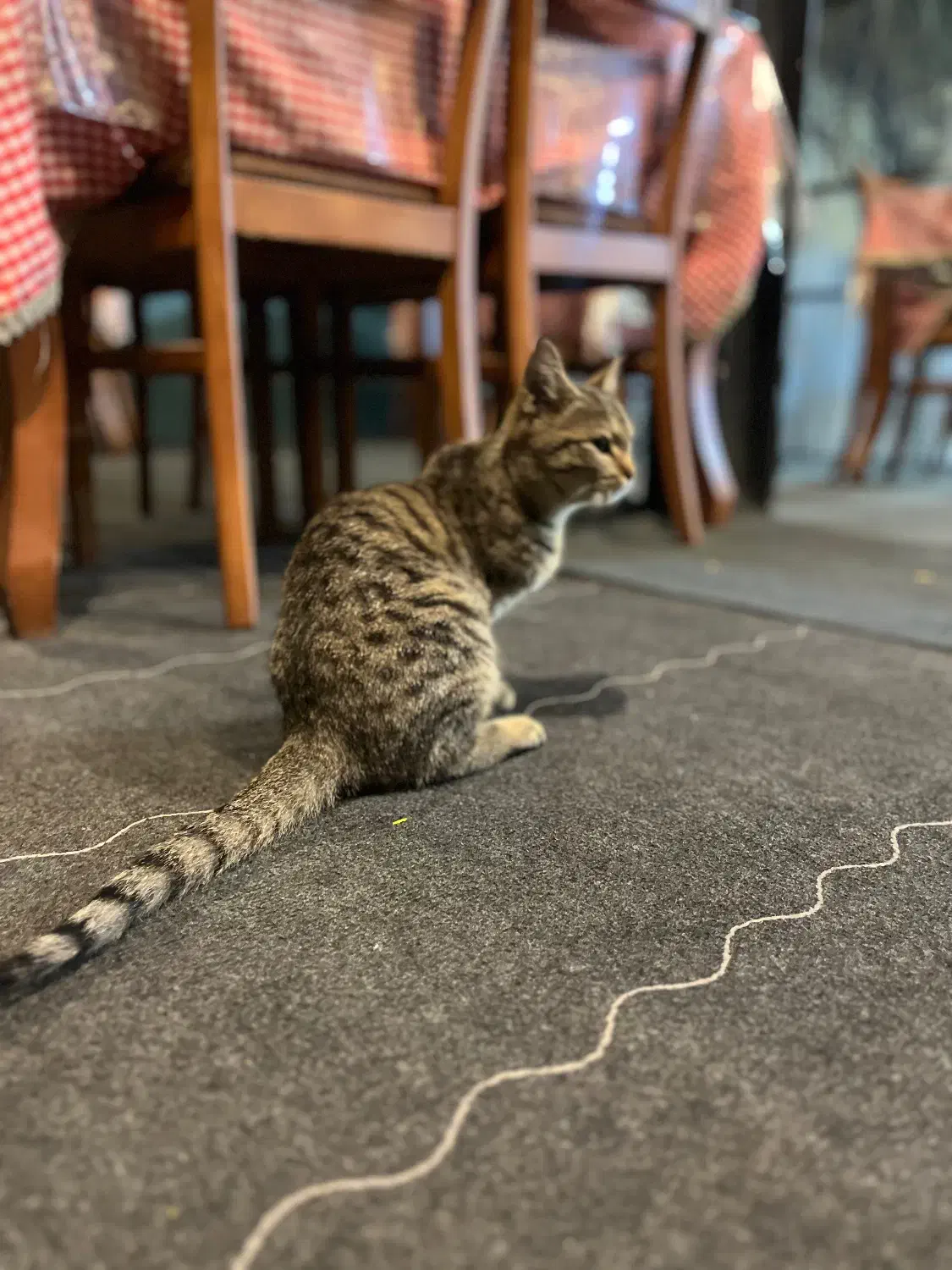 واگذراری گربه حمایتی|گربه|قم, زنبیل آباد|دیوار