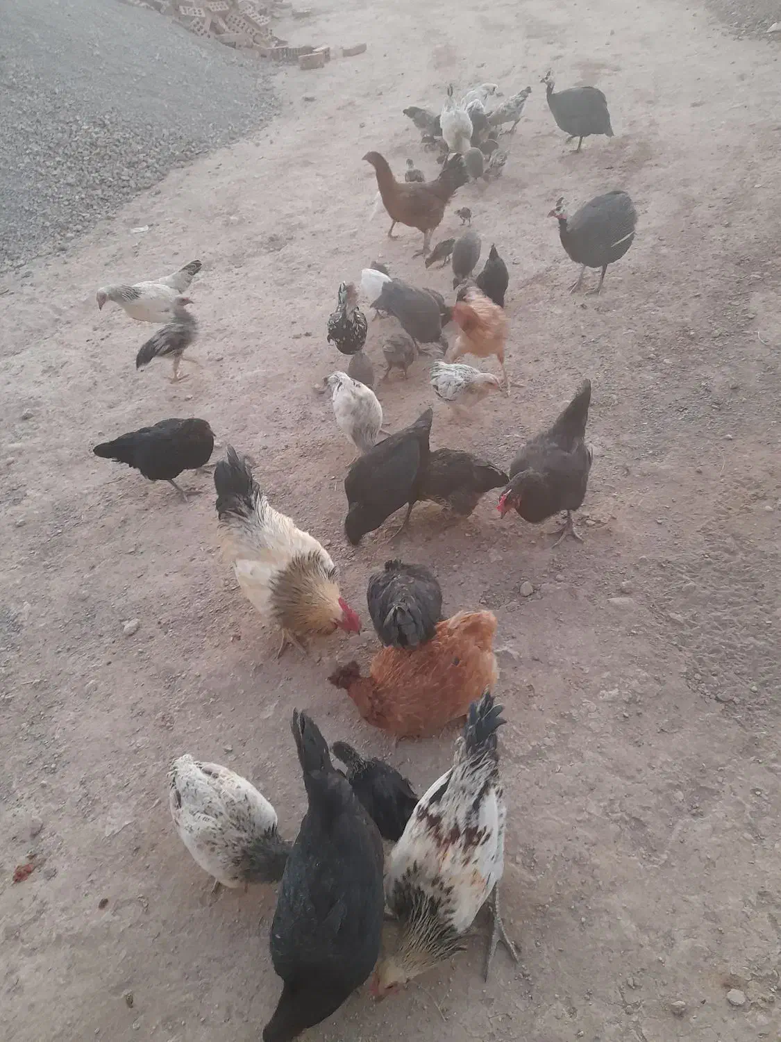 خروس و مرغ محلی اصل|حیوانات مزرعه|مهاباد (آذربایجان غربی), |دیوار