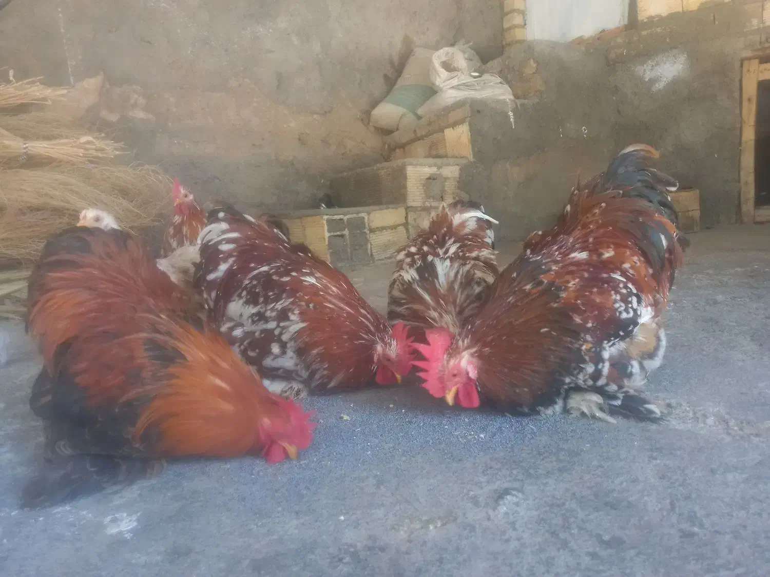 کوشین رد متلد|پرنده|ویسیان, |دیوار