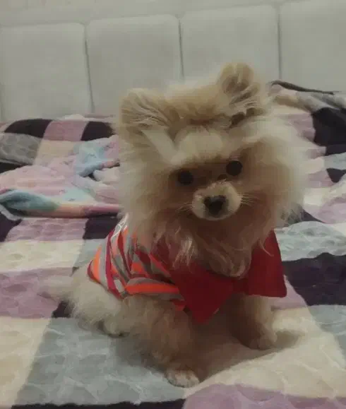 واگذاری سگ|سگ|بهارستان, |دیوار