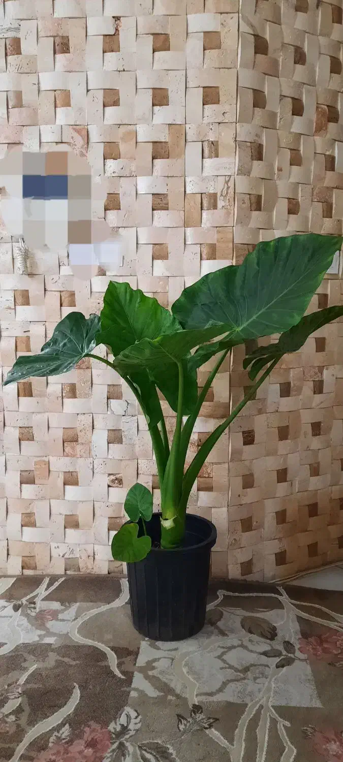 گل زیبای بابا آدم . بزرگ و پربرگ. یوکا . برگ عبایی|گل و گیاه طبیعی|فردیس, فردیس|دیوار