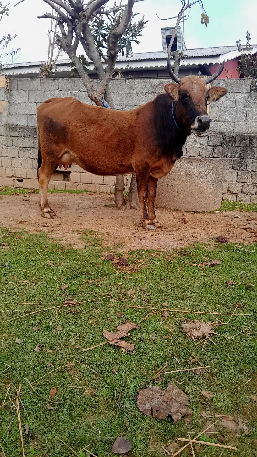 گاو با گوساله لوکس|حیوانات مزرعه|رشت, حمیدیان|دیوار