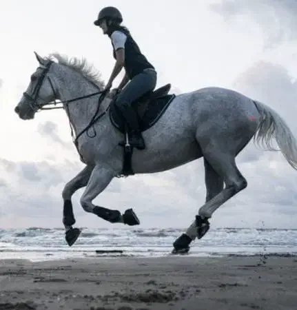 کارگر و مهتر اصطبل سوارکاری|استخدام سرایداری و نظافت|قدس, شهرک دانش|دیوار