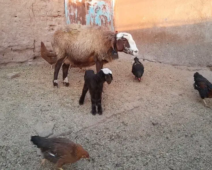 میش زاید و بز زایده و میش ابستن|حیوانات مزرعه|نیشابور, شهرآرا|دیوار