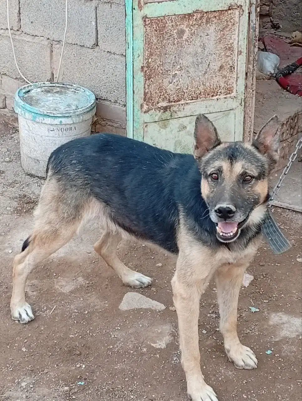 سگ ژرمن شپرد|سگ|کرمان, |دیوار