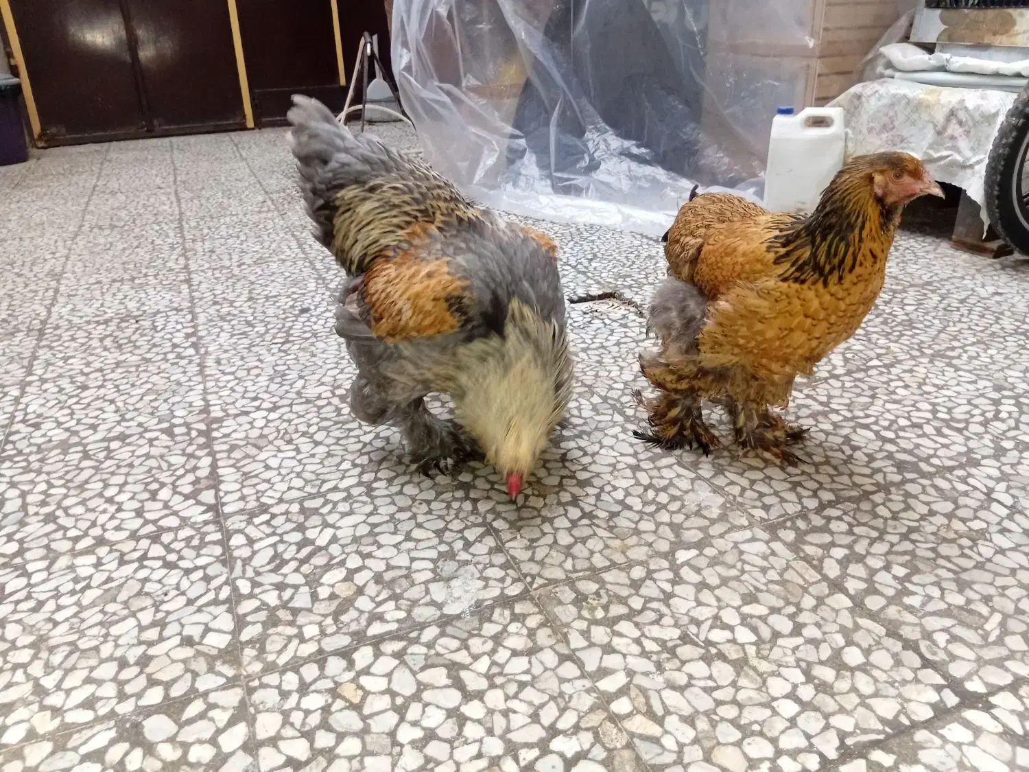 برهما|حیوانات مزرعه|رشت, پل تالشان|دیوار