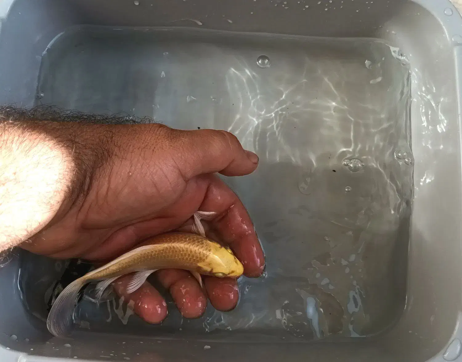 ماهی کوی نژاد دار باله بلند A|ماهی|پرند, فاز ۳|دیوار