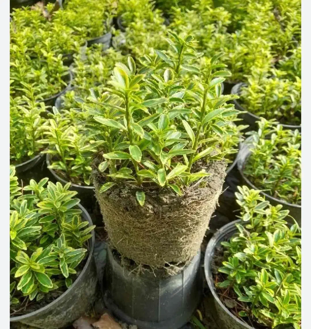 باغبانی سمپاشی هرس درختان کاشت گیاهان آپارتمانی|خدمات باغبانی و درختکاری|تهران, الهیه|دیوار