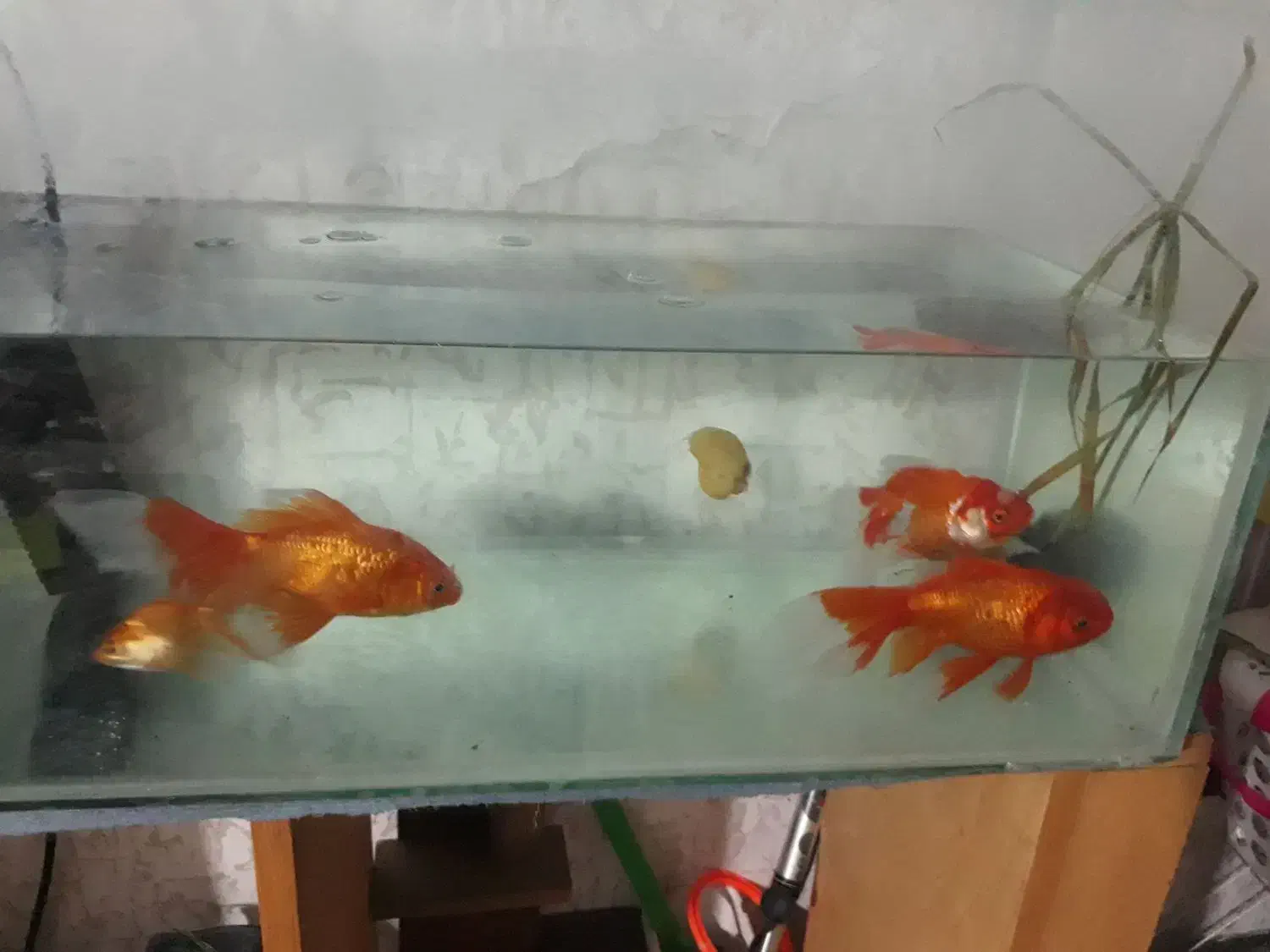 یک عدد ماهی گلفیش و سه عدد هدیه|ماهی|قزوین, |دیوار