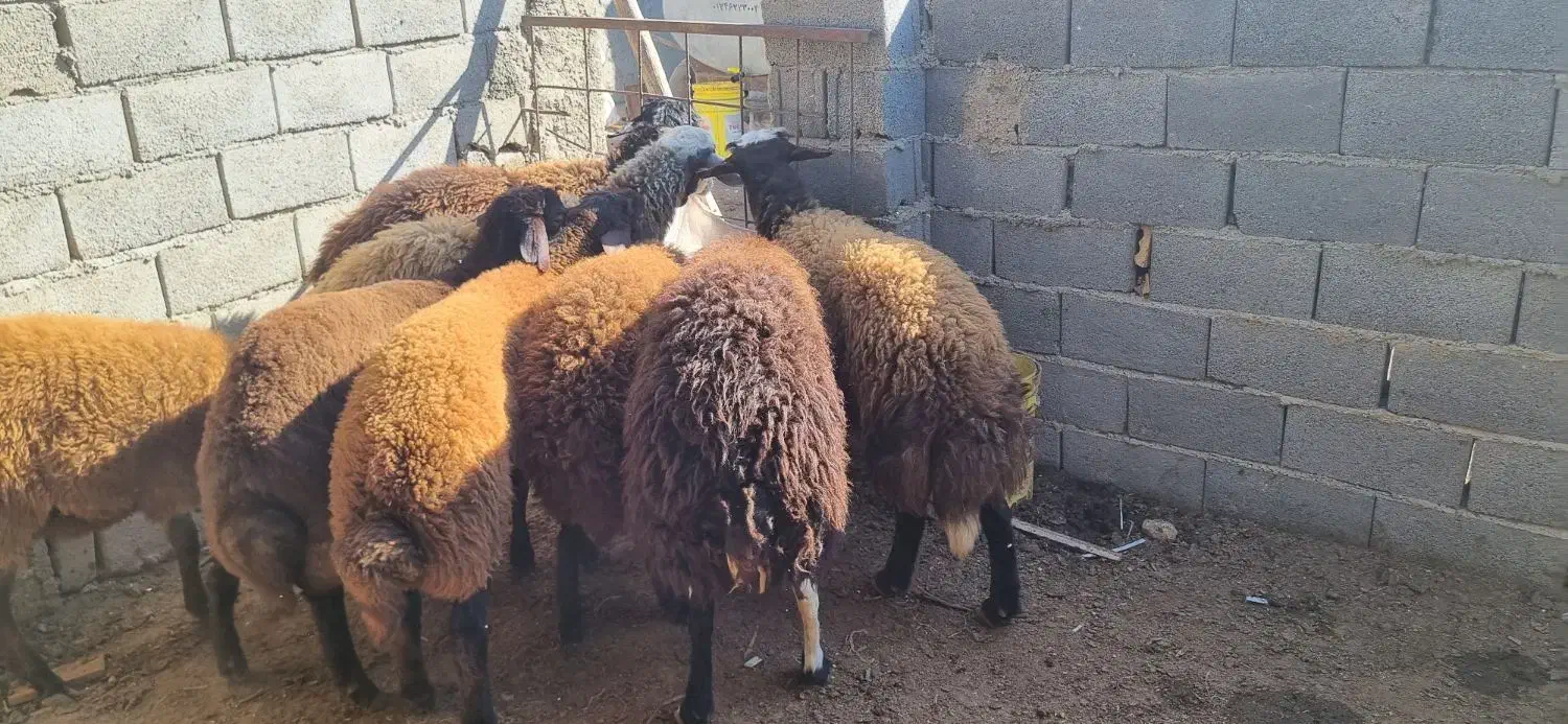 بره چاق کشتاری|حیوانات مزرعه|گنبد کاووس, |دیوار