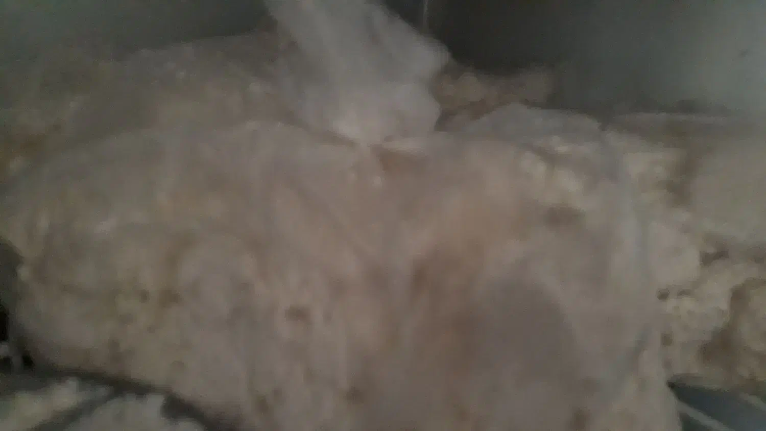 شیراز ( توف) خوشمزه فقط کیلویی۶۰ هزار|خوردنی و آشامیدنی|کوهدشت, |دیوار