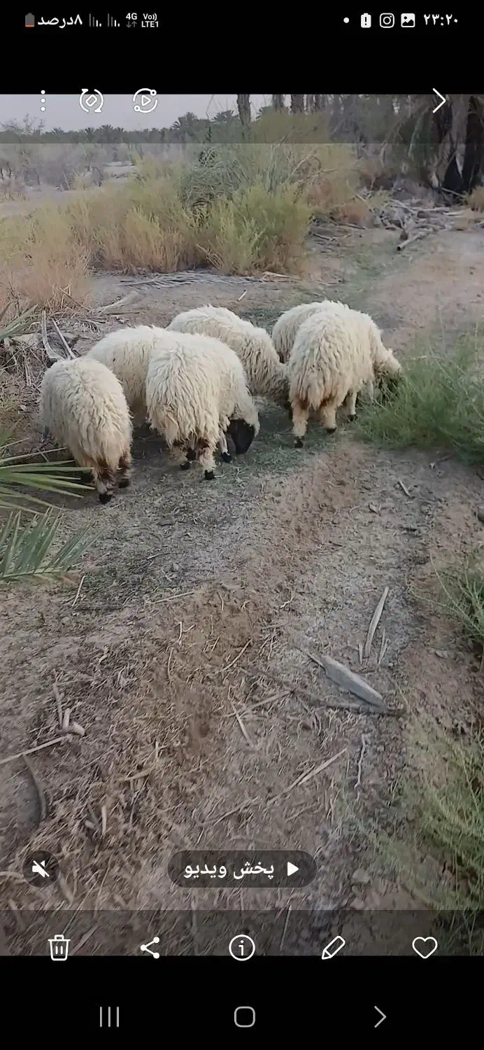 تعداد میش و بره|حیوانات مزرعه|آسمینون, |دیوار