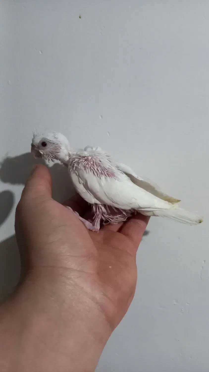 جوجه البینیو ولوتینیو زعفرانی|پرنده|شاهرود, |دیوار