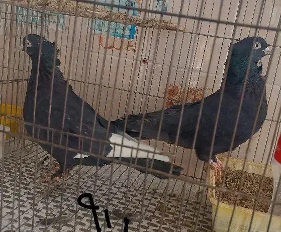 کبوتر فروشی|پرنده|تفت, |دیوار