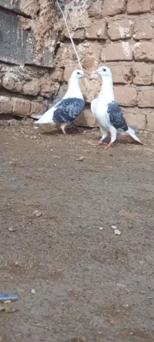 پشتی|پرنده|تربت جام, نظامی|دیوار