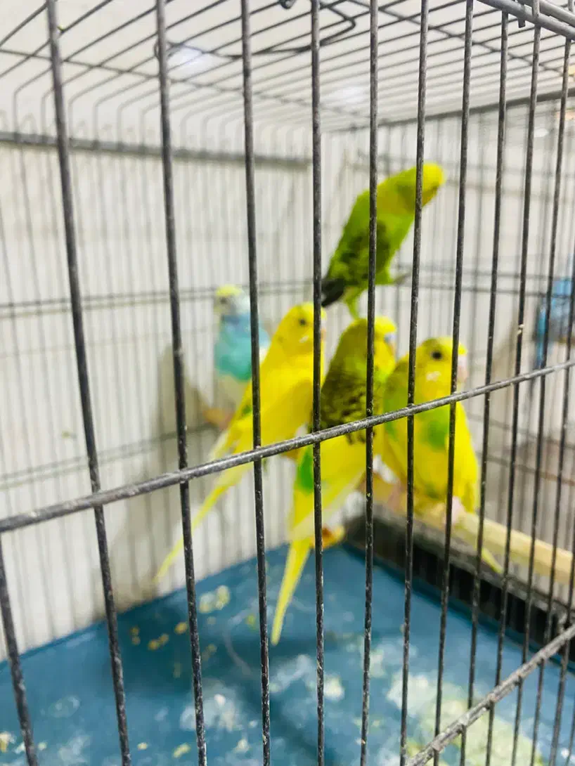 مرغ عشق|پرنده|دوگنبدان, |دیوار