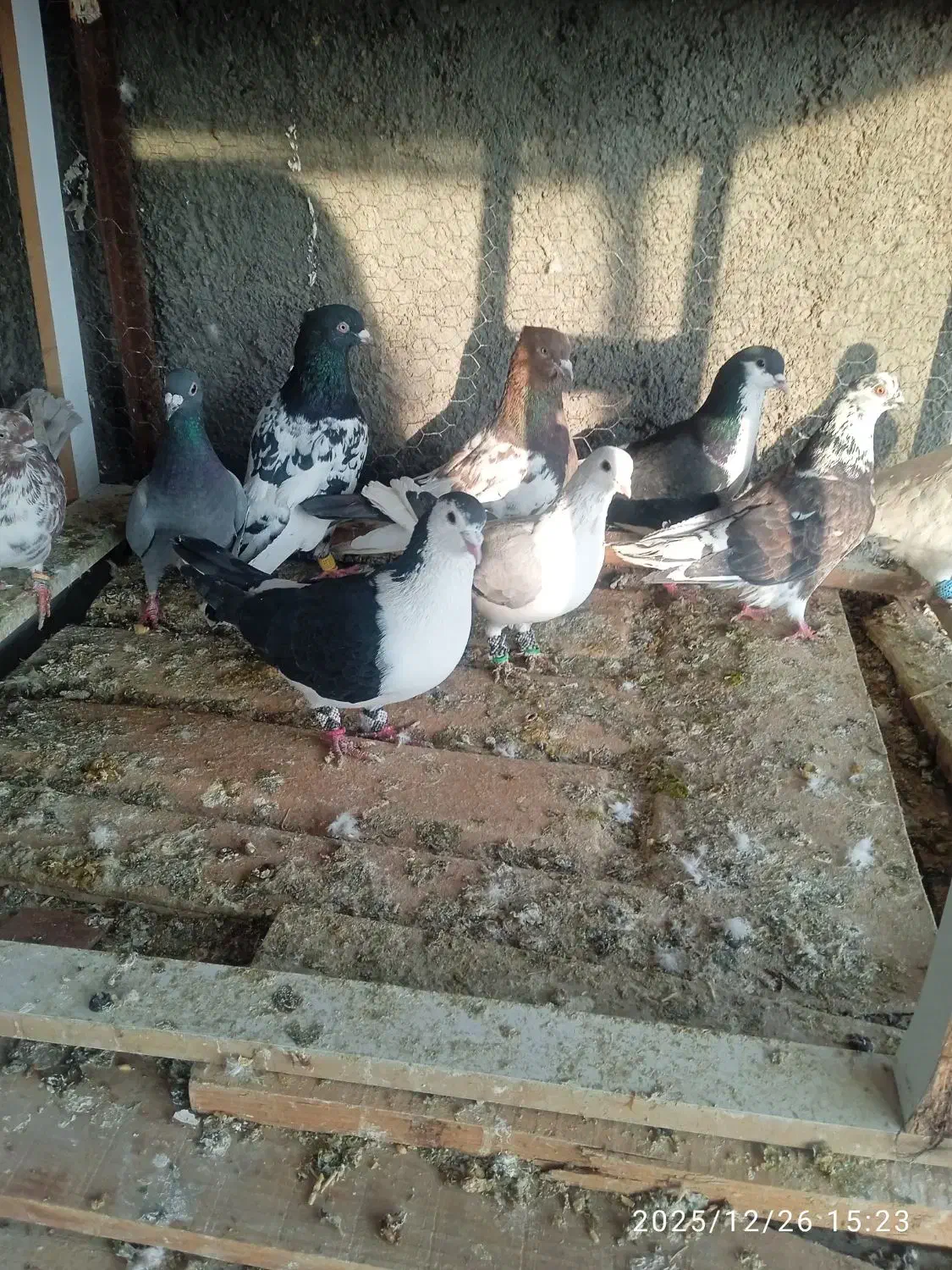 کفتر|پرنده|تربت جام, شاهد|دیوار