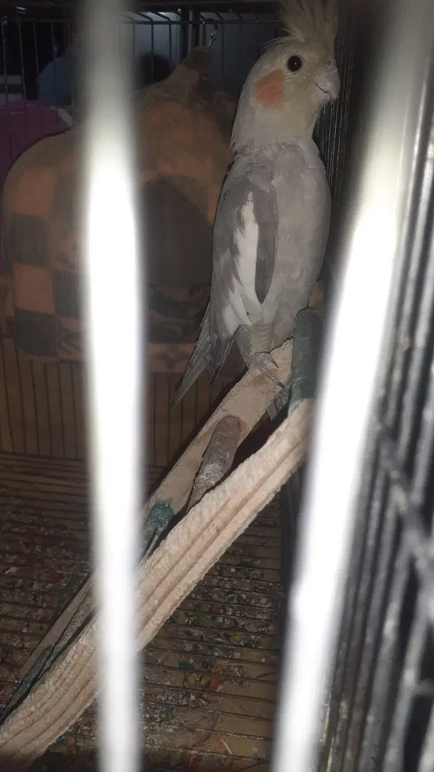 عروس هلندی|پرنده|ماهدشت, |دیوار