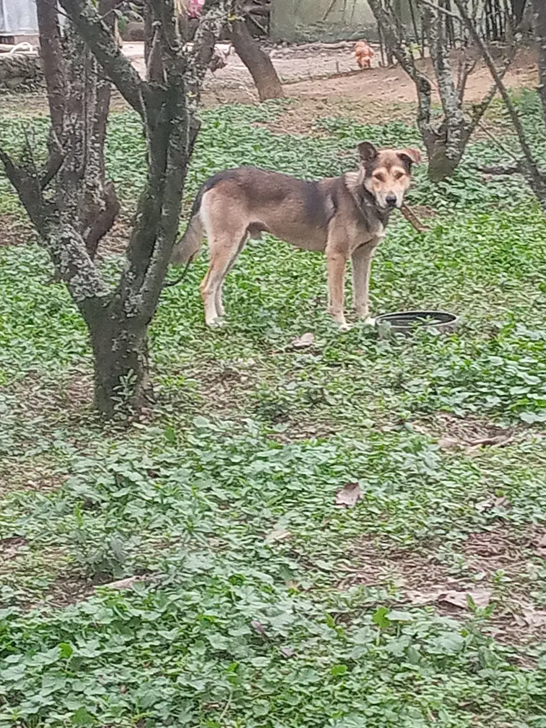 سگ نر گرگی نگهبان|سگ|سنگر, |دیوار