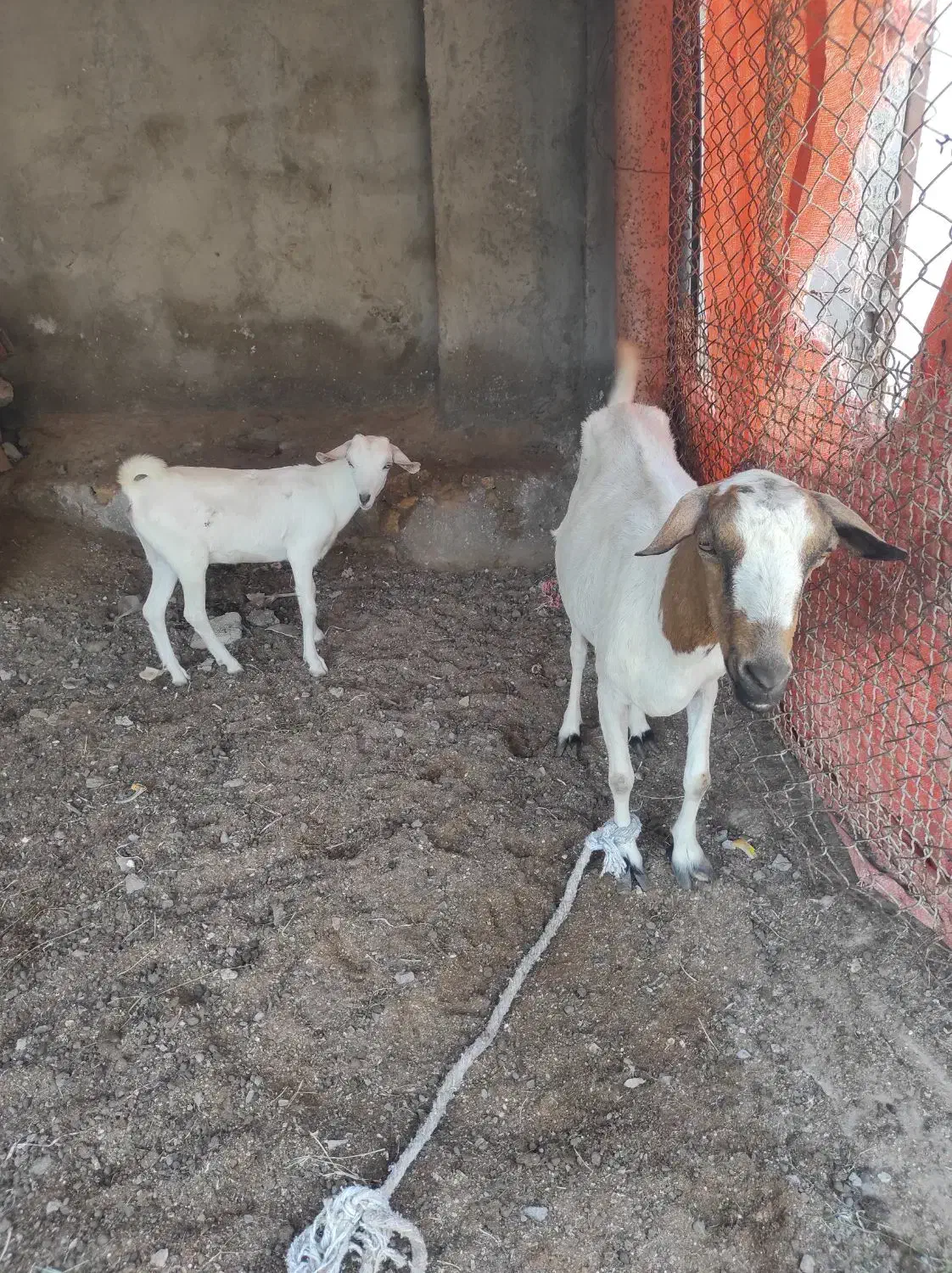 کهره|حیوانات مزرعه|قشم, |دیوار