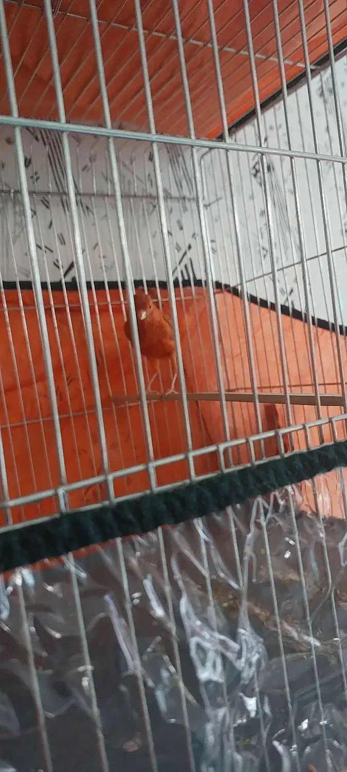 قناری مست روانی|پرنده|شیراز, شهرک سراج|دیوار