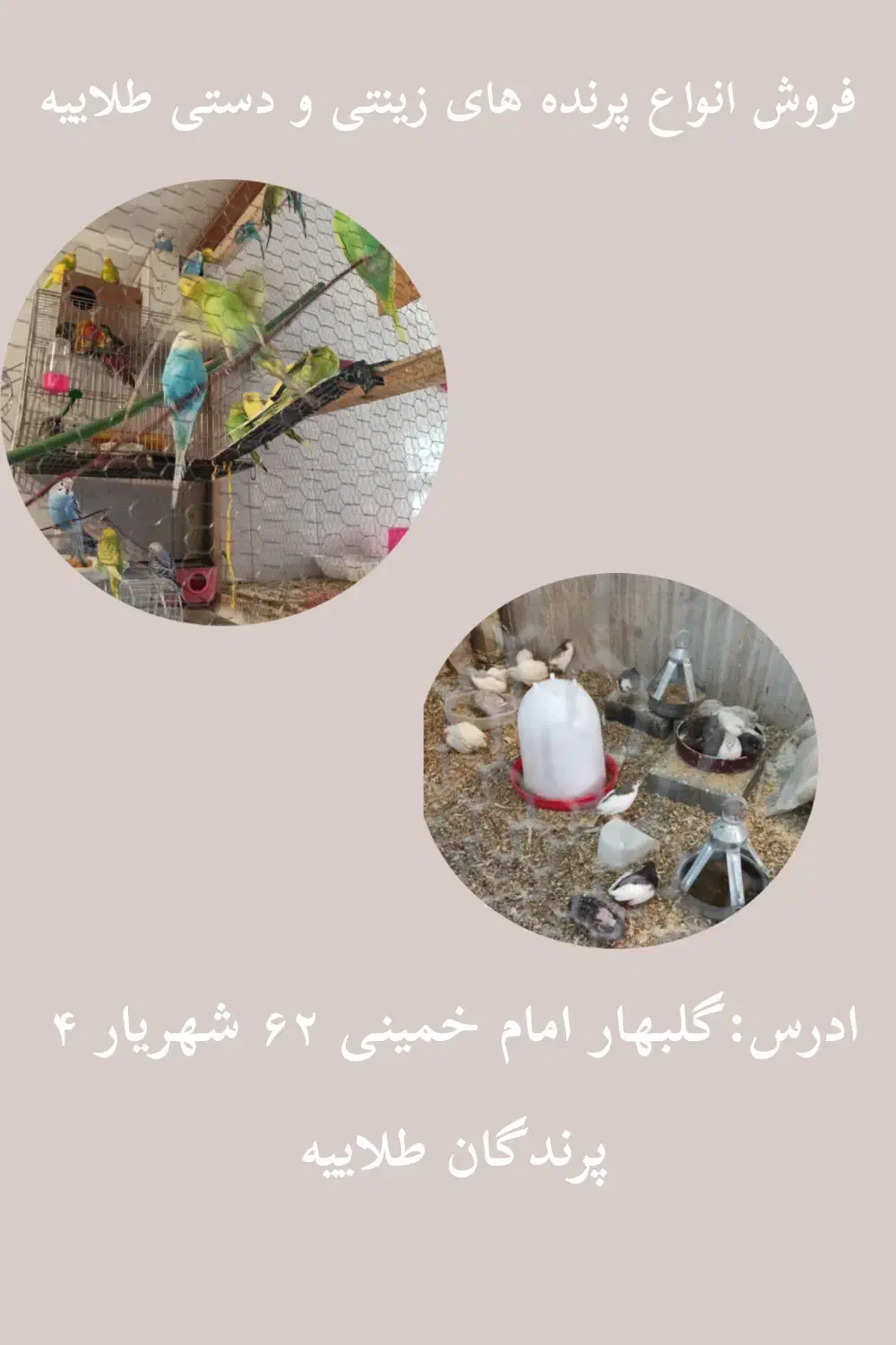 پرنده زینتی و دستی|پرنده|گلبهار, شهر جدید گلبهار|دیوار