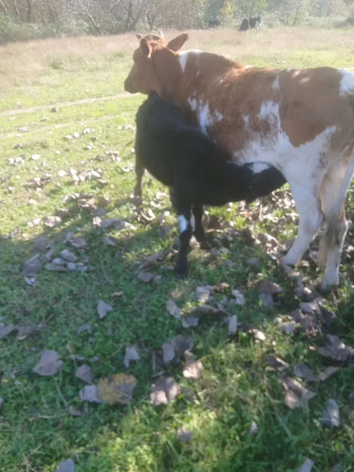 گاوباگوساله نر|حیوانات مزرعه|آستانه اشرفیه, |دیوار