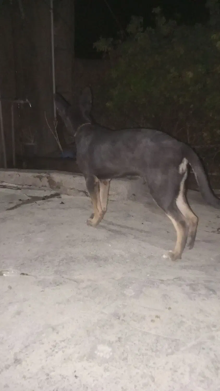 سگ دوبرمن|سگ|ایذه, |دیوار