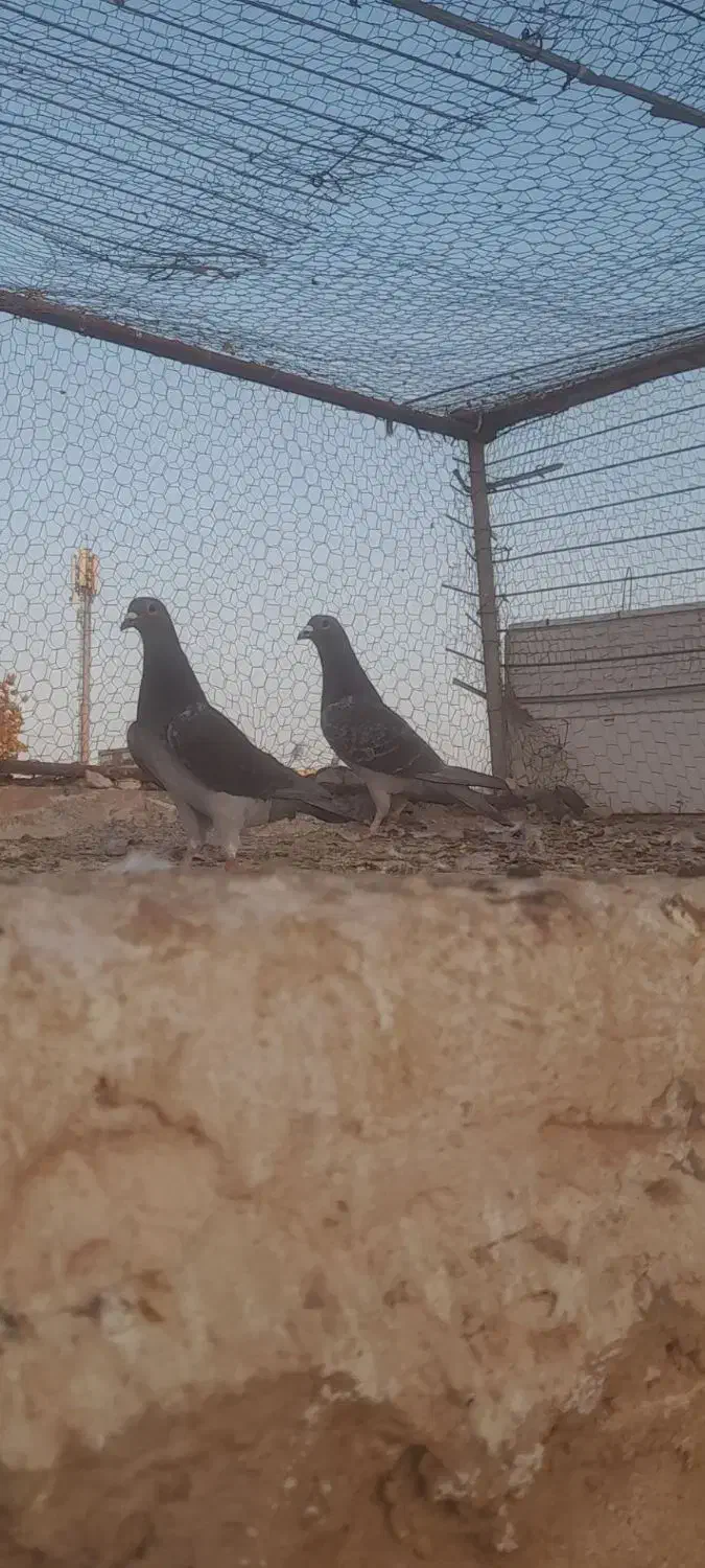 پولک چاپی|پرنده|فردوس (خراسان), |دیوار