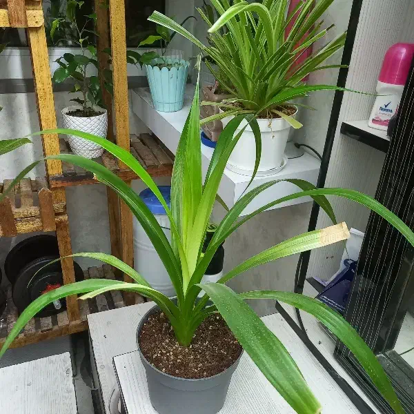 گل طبیعی پاندانوس|گل مصنوعی|کرج, بنیاد|دیوار