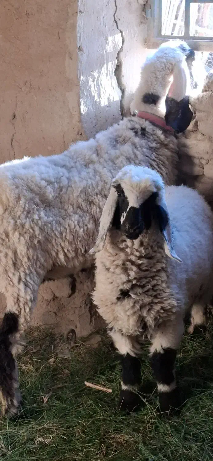 میش جری همراه بره ماده|حیوانات مزرعه|میرجاوه, |دیوار