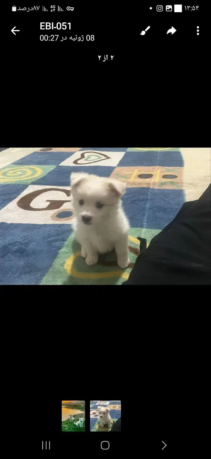 اشپیتز پامر با کبوترم معاوضه میکنم|سگ|سبزوار, قصبه غربی|دیوار